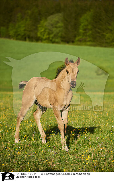 Quarter Horse foal / DMS-10014