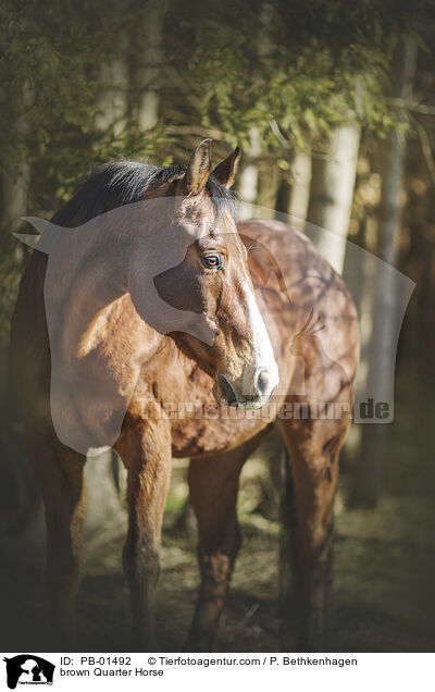 brown Quarter Horse / PB-01492