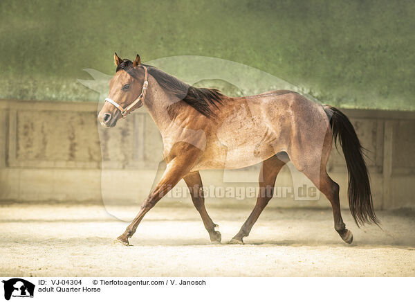 adult Quarter Horse / VJ-04304