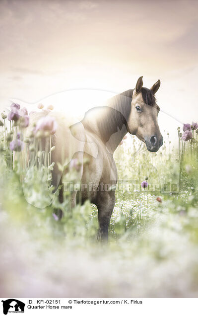 Quarter Horse mare / KFI-02151