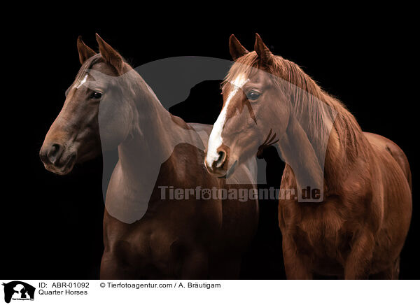 Quarter Horses / ABR-01092