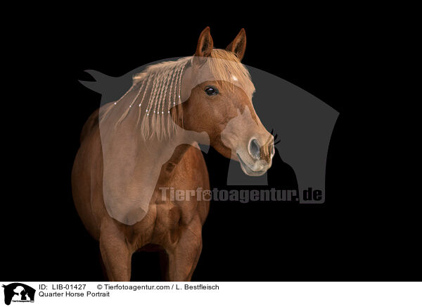 Quarter Horse Portrait / LIB-01427