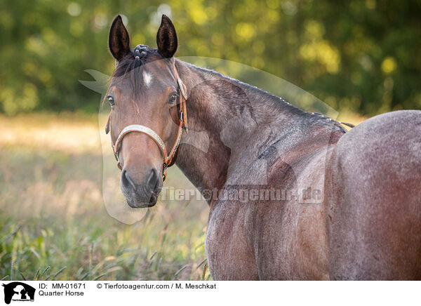 Quarter Horse / MM-01671