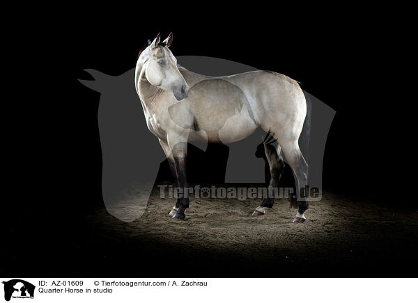Quarter Horse in studio / AZ-01609