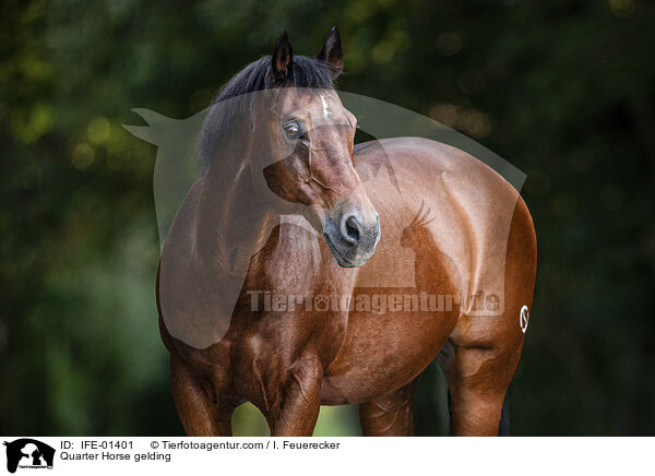 Quarter Horse gelding / IFE-01401