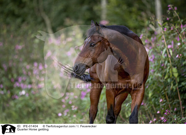 Quarter Horse gelding / IFE-01404