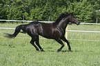running Quarter Horse