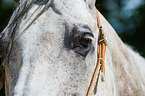 Quarter Horse eye