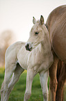 Quarter Horse foal with mother