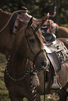 Quarter Horse Portrait