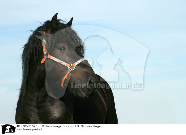 cart horse portrait / SS-11593