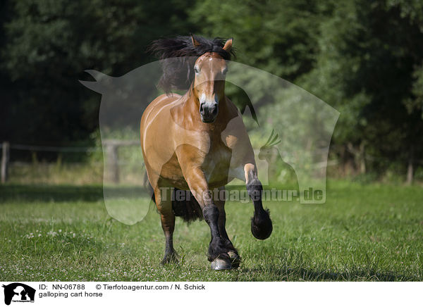 galloping cart horse / NN-06788