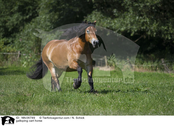 galloping cart horse / NN-06789