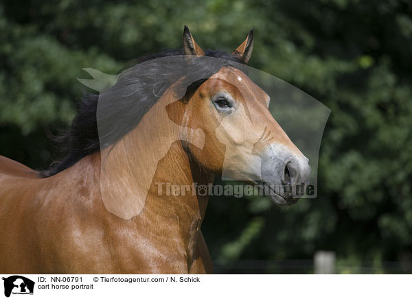 cart horse portrait / NN-06791