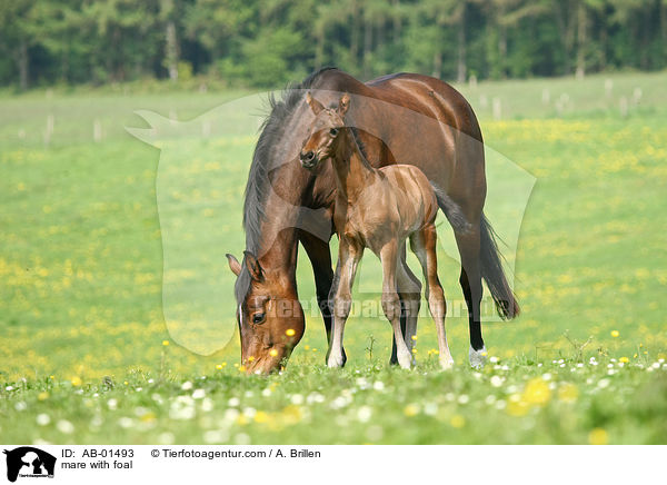 mare with foal / AB-01493