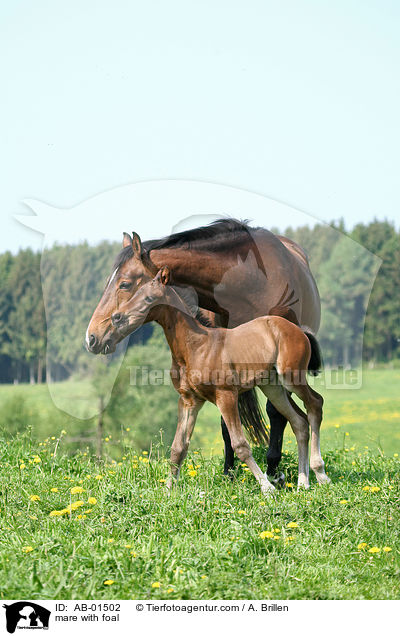 mare with foal / AB-01502