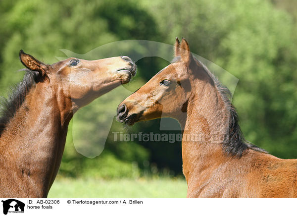 horse foals / AB-02306