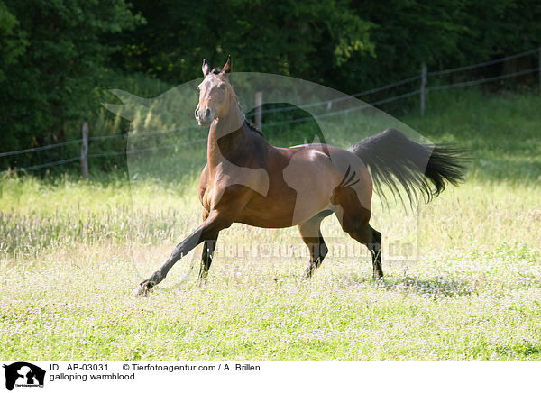 galloping warmblood / AB-03031