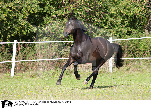galloping Rhinelander / KJ-03117