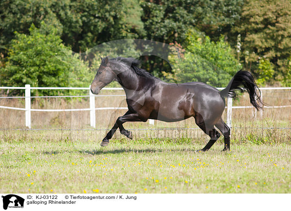 galloping Rhinelander / KJ-03122