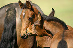 horse foals