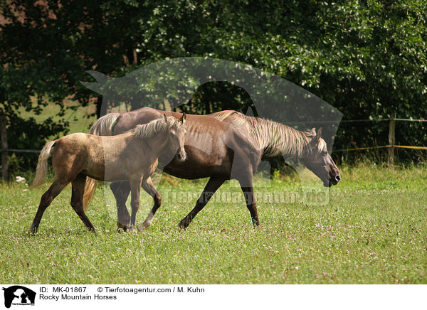 Rocky Mountain Horses / MK-01867