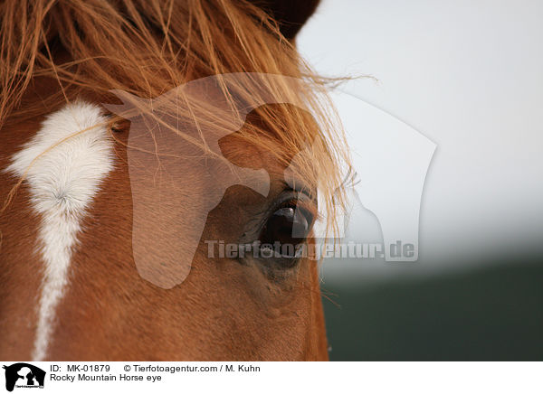Rocky Mountain Horse eye / MK-01879