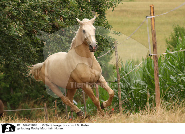 galloping Rocky Mountain Horse / MK-01888