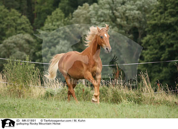 galloping Rocky Mountain Horse / MK-01891