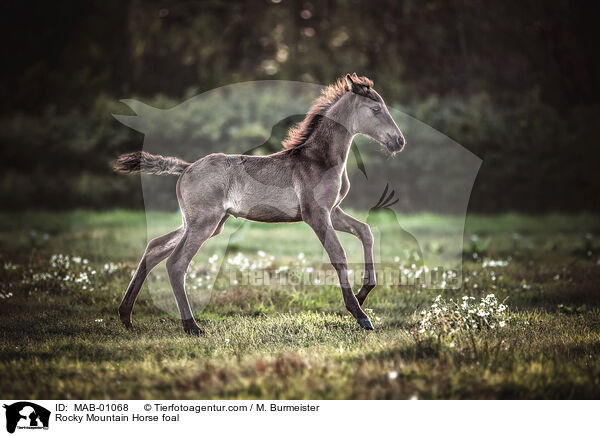 Rocky Mountain Horse foal / MAB-01068