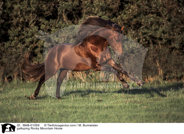 galloping Rocky Mountain Horse / MAB-01069