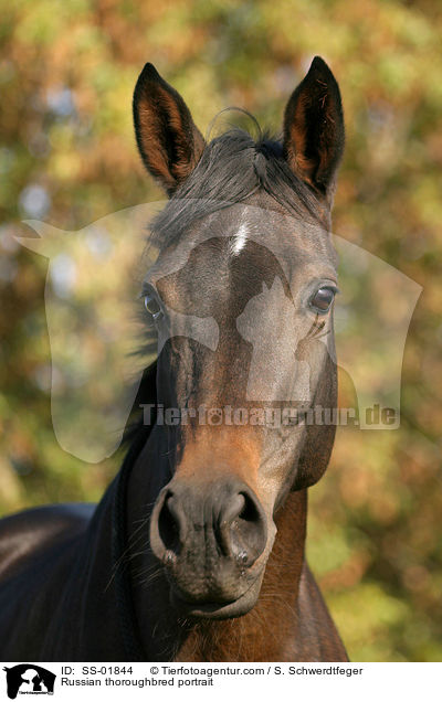Russian thoroughbred portrait / SS-01844