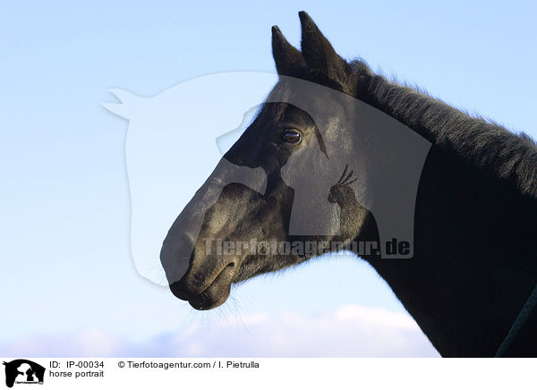 horse portrait / IP-00034