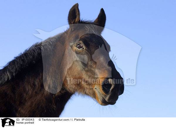 horse portrait / IP-00043
