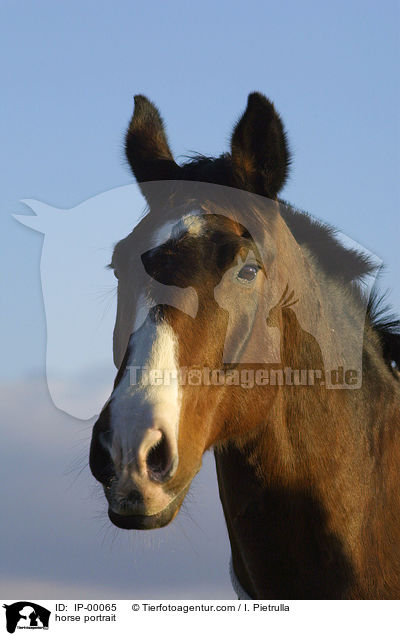 horse portrait / IP-00065