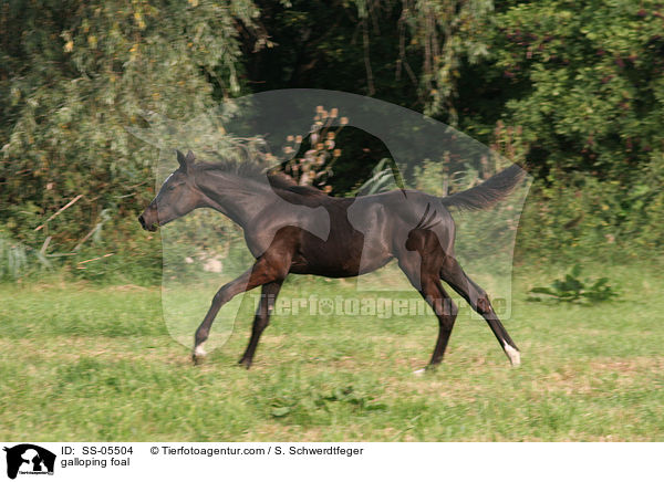 galloping foal / SS-05504