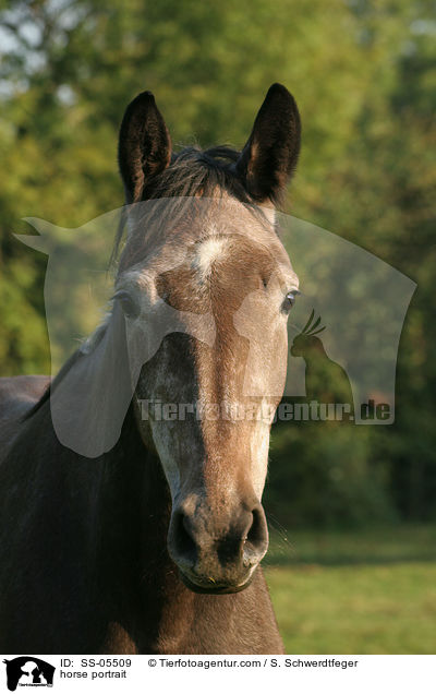 horse portrait / SS-05509