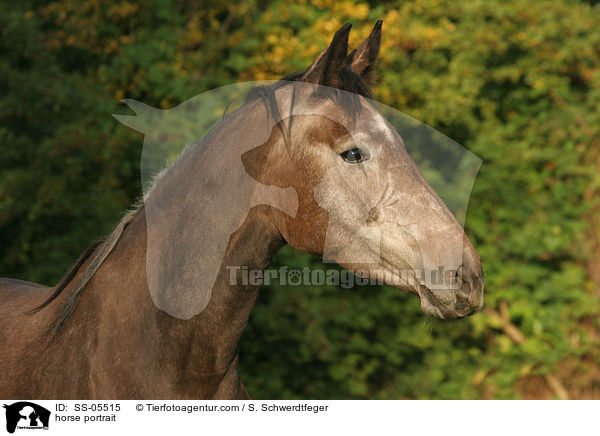 horse portrait / SS-05515