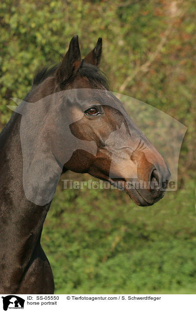horse portrait / SS-05550