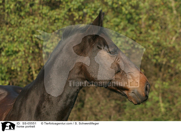 horse portrait / SS-05551