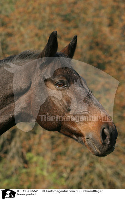 horse portrait / SS-05552