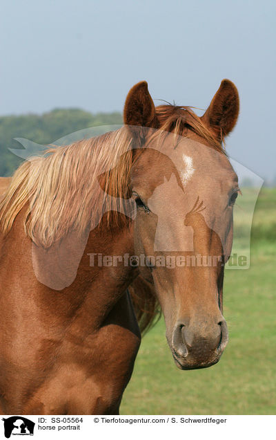 horse portrait / SS-05564