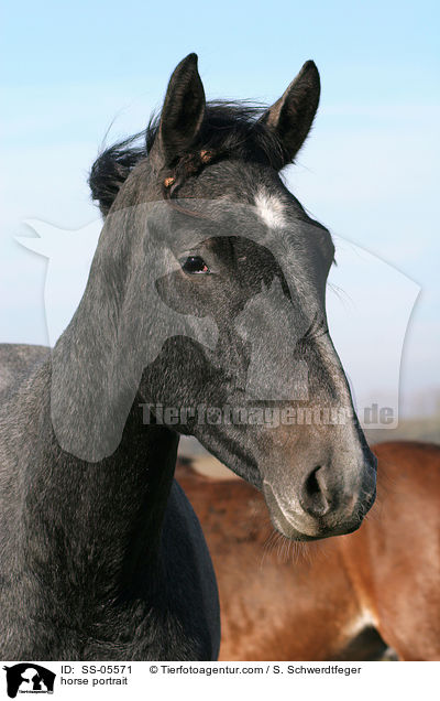 horse portrait / SS-05571