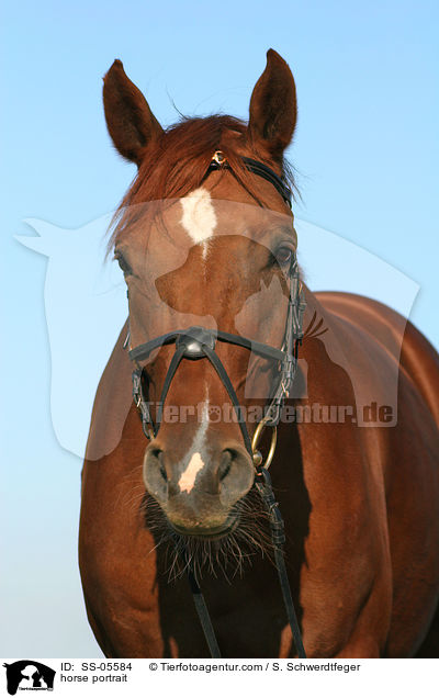 horse portrait / SS-05584