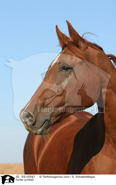 horse portrait / SS-05587