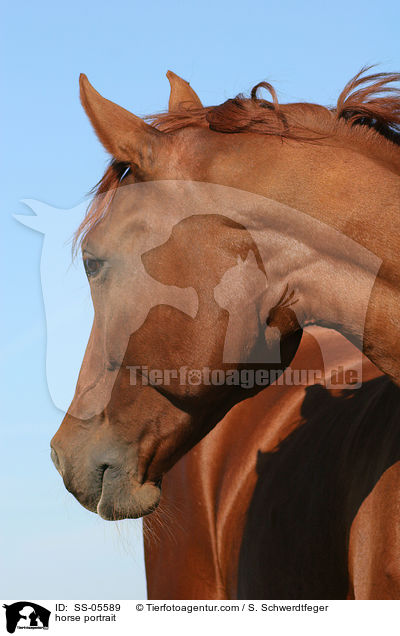 horse portrait / SS-05589