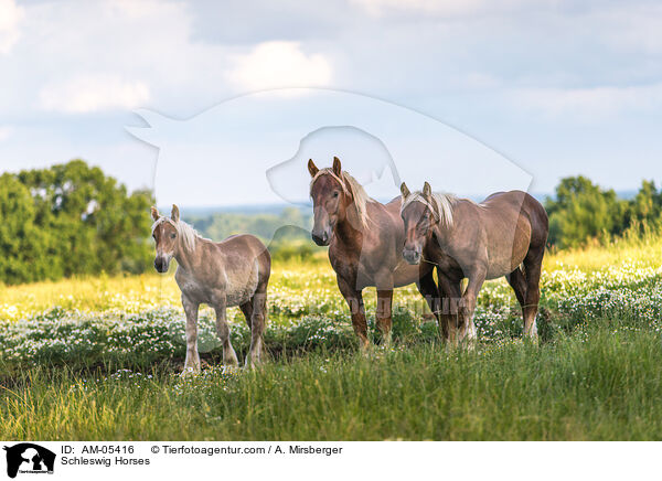 Schleswig Horses / AM-05416