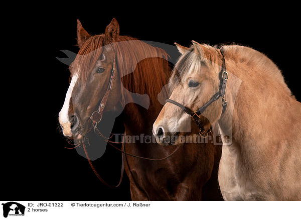 2 horses / JRO-01322
