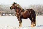 Schleswig Horse stallion