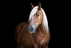 Schleswig Horse mare